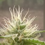 Bubble Gum Indica Seeds photo review