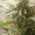 Bubble Gum Indica Seeds photo review