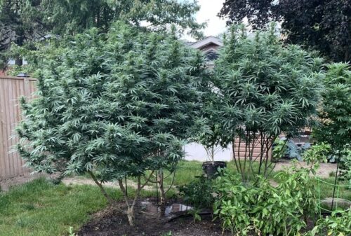 Mad Kush Seeds