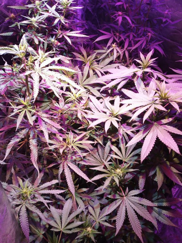 Old School BA Customer-submitted-photo-of-Purple-Death Bubba Kush with RMG Romulan behind