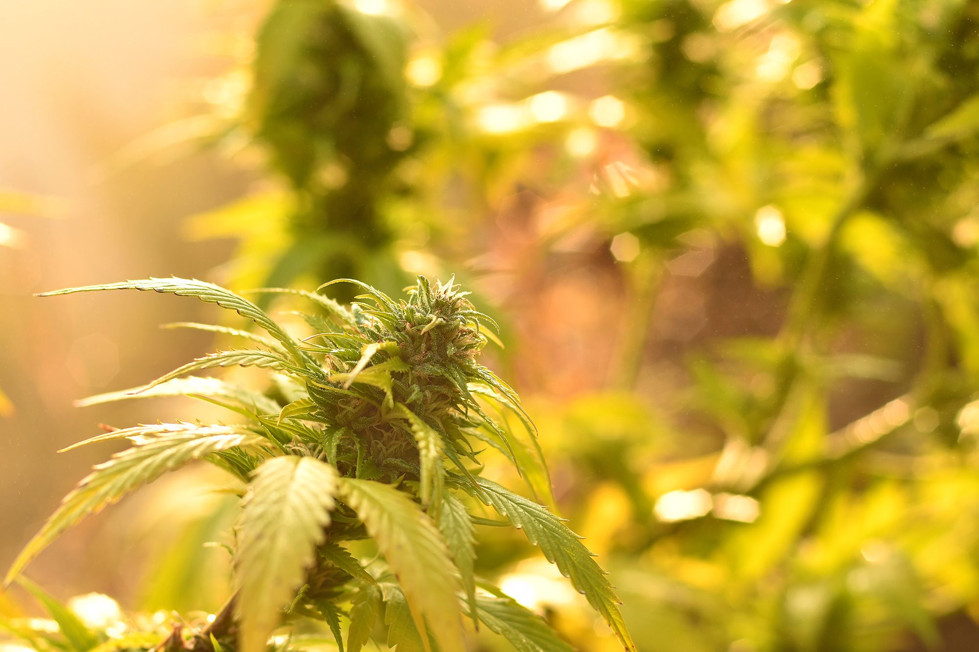 Cannabis-bud