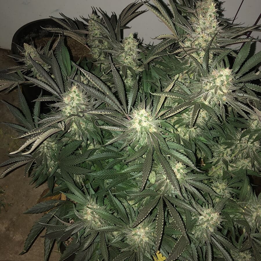 picking-cannabis-strains