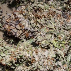 KUSH Feminized Genetic Seeds