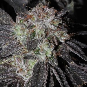 reeferman-genetics-harmony-strain-fem-seeds-vs-regular-web