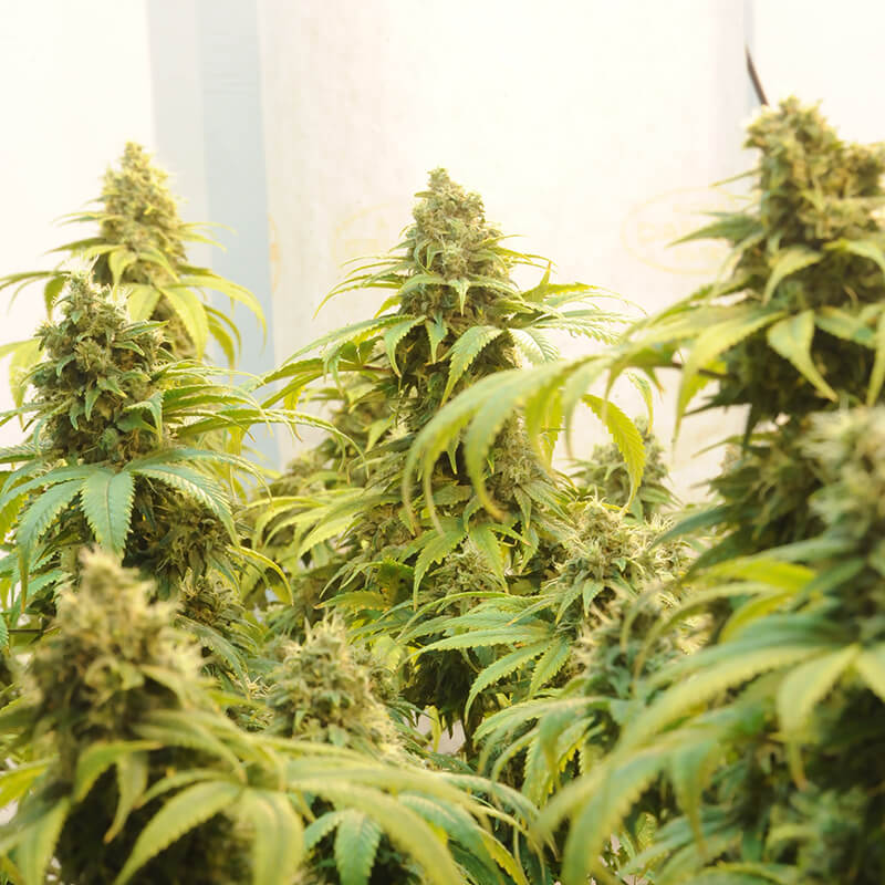 Cannabis-Buds