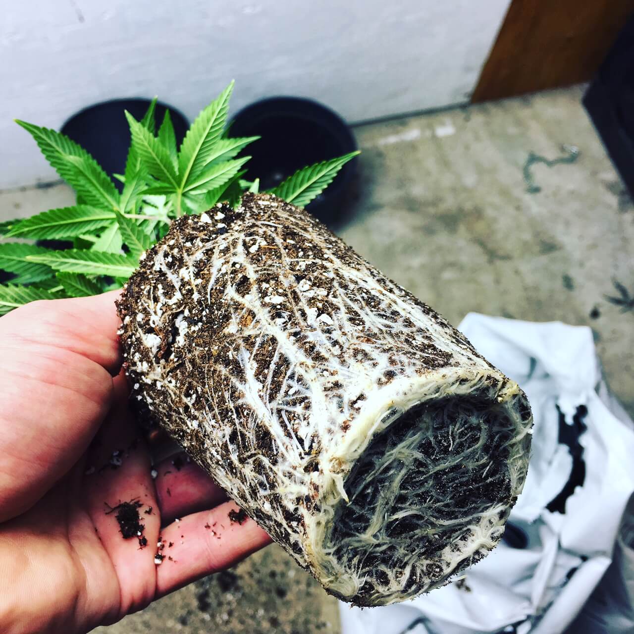 rmg-transplant-preflower-web