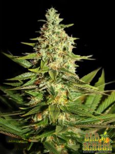 Skunk
