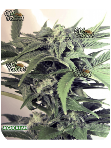 Jojo-Kush-Old-School-BA