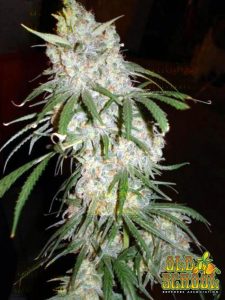 Mango Sativa Seeds