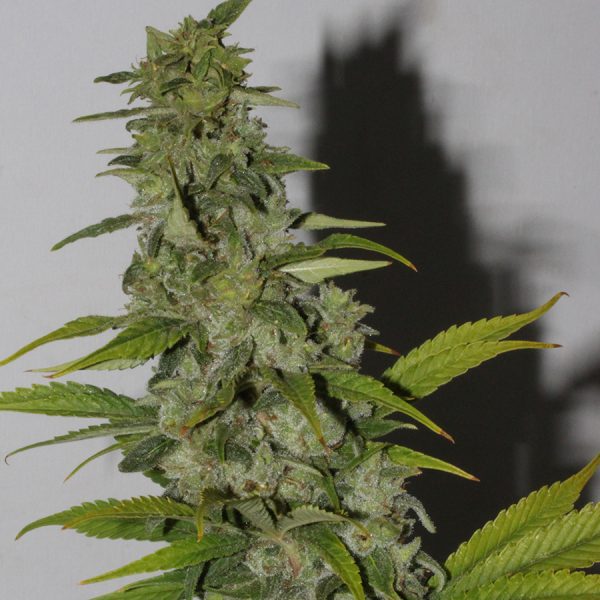 kusht-rain-wreck-strain-hybrid