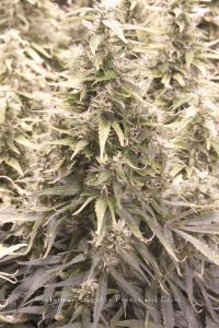 Reeferman-Genetics-Freezeland