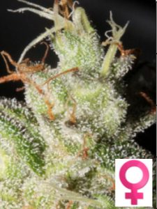 Zen-Hash-Plant