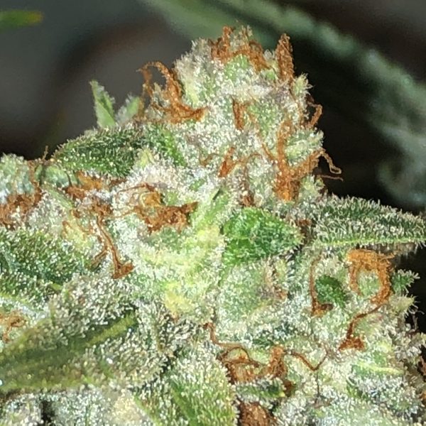 Old School BA Mandarin-Cookies-Flower