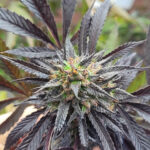 RMG Mandarin Cookies
