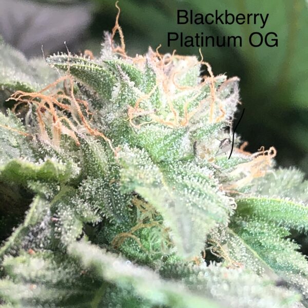Old School BA blackberry platinum og