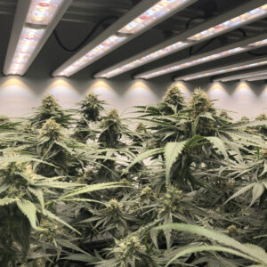 Growing Top Shelf Buds - Cannabis grown indoors