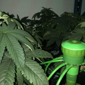 Hydroponic Cannabis Drip System Bubbler