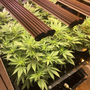 Old School BA Cannabis-Hydroponic-System-Set-Up