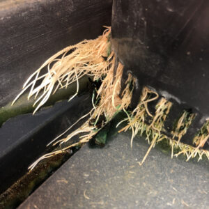 Cannabis Hydroponic healthy roots