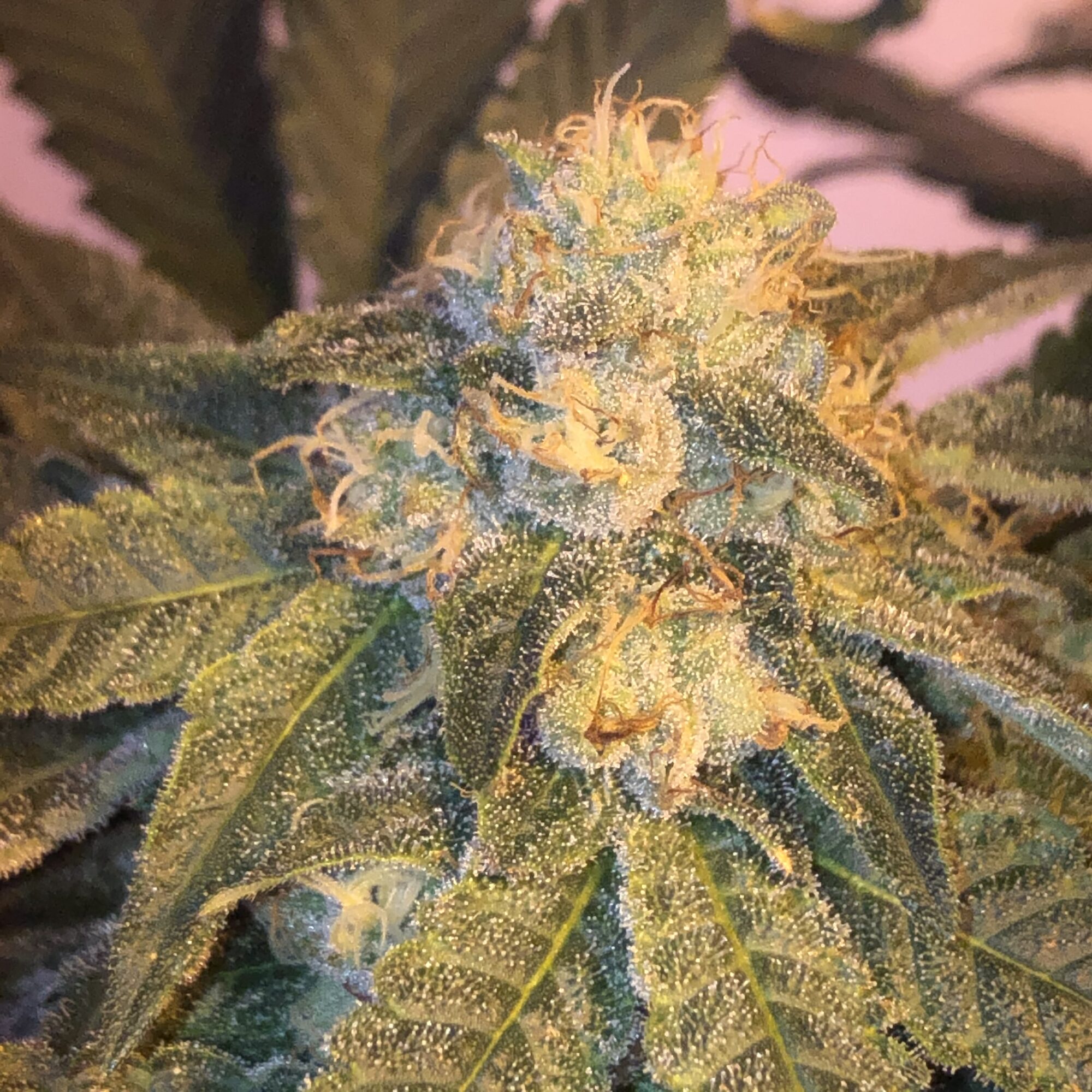 Old School BA pheno-hunting-frosty-bud