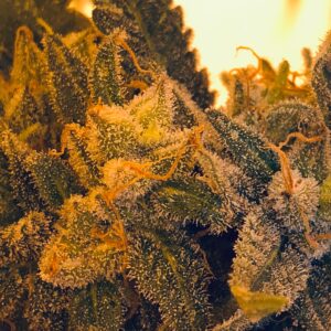 organic bud