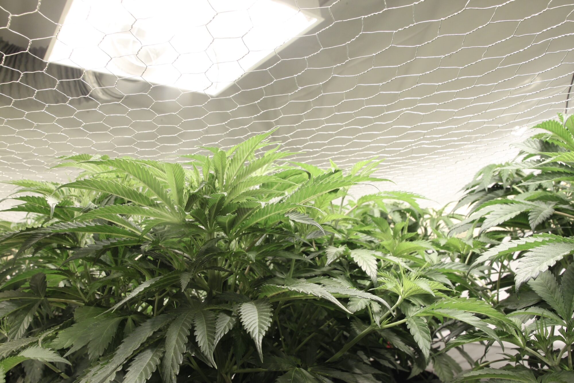 Old School BA tent-growing-cannabis