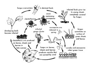Pest Control crop pest disease life cycle