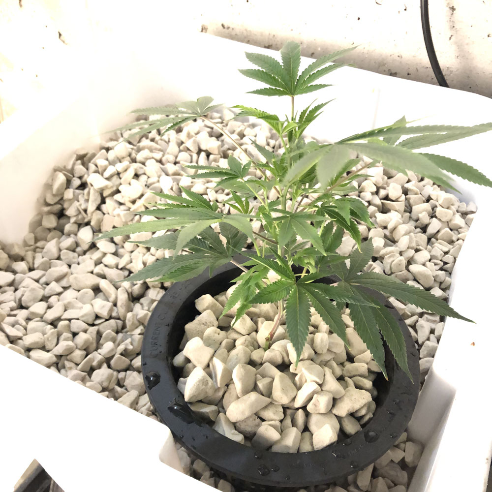 Old School BA Mother Plants