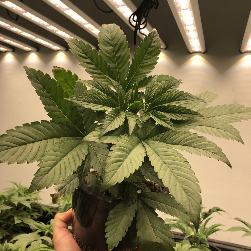 Old School BA veg killa vanilla fem seed