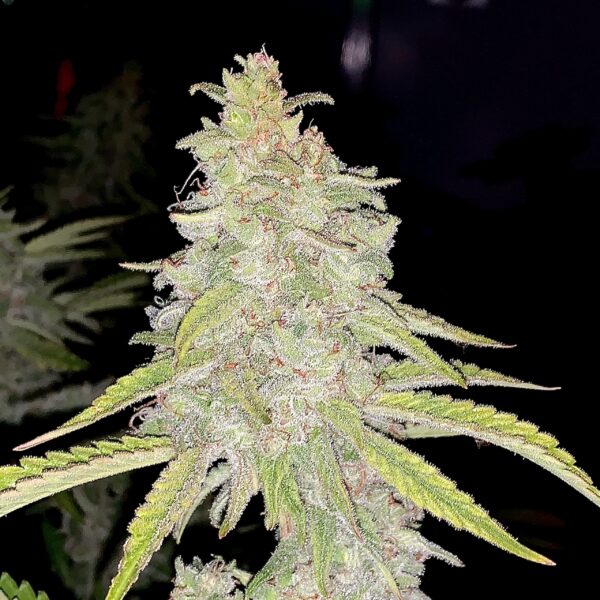 RMG Space Sativa