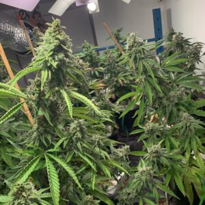 Growing Hydroponic Feminized Cannabis Seeds
