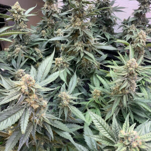 Black Cherry Gelato Hybrid
