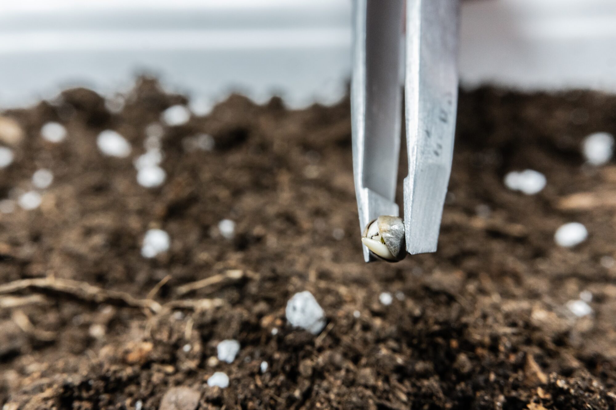 Planting a Marijuana Seed