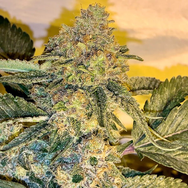 hash master strain