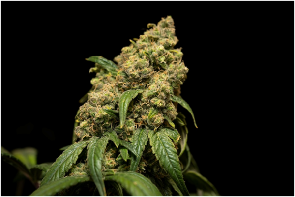 Alien Gorilla X Black Tuna