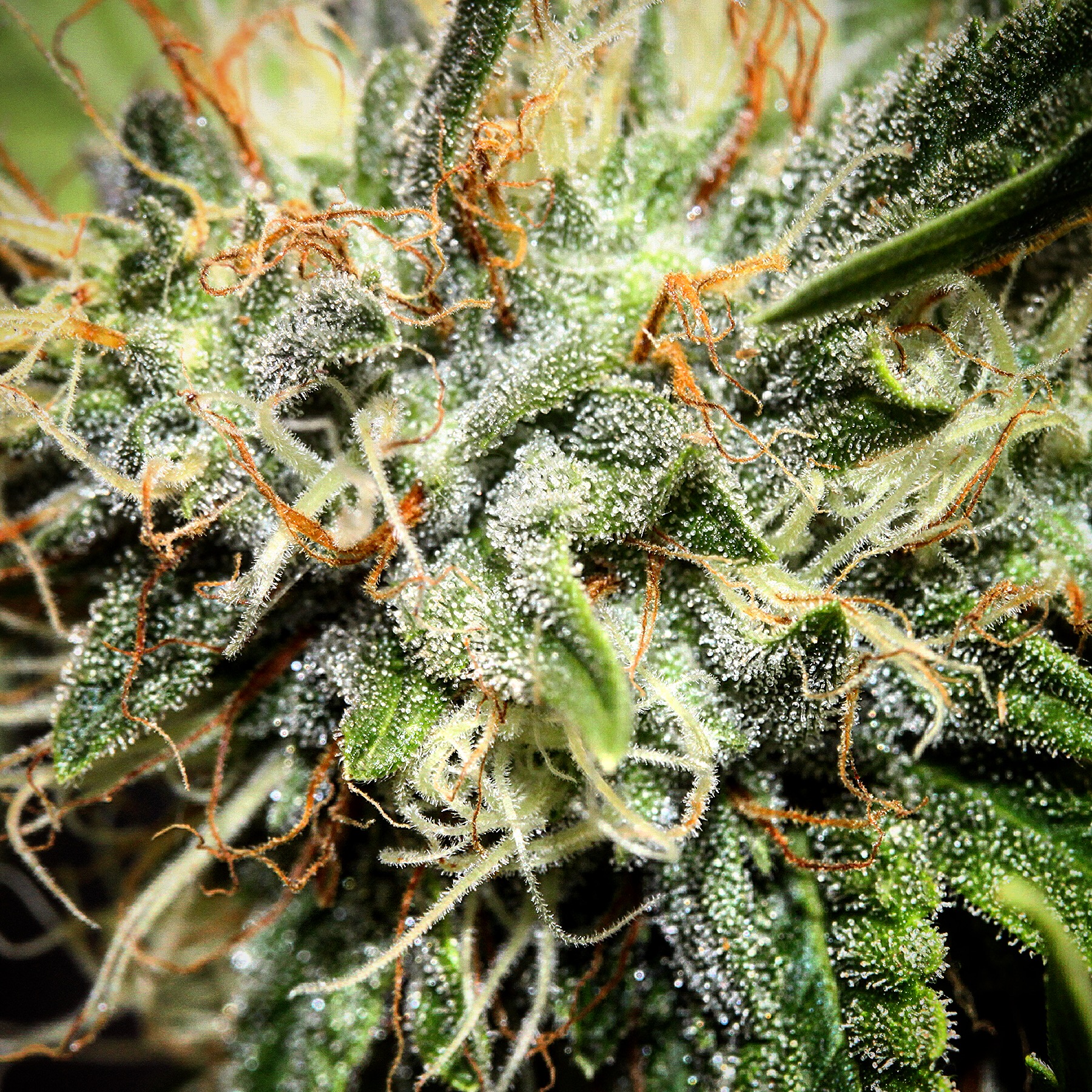Big Sur holy weed