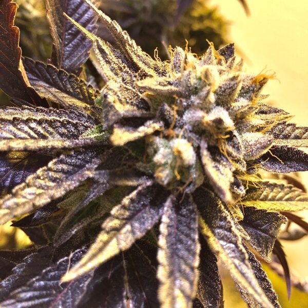 alpha cake regular seeds
