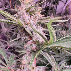 rmg elite blueberry candy feminized seeds
