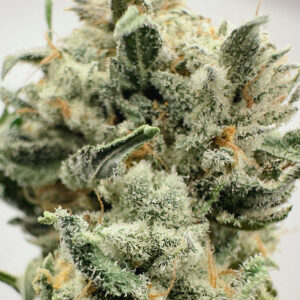 rmg elite-red-congolese-feminized-seeds