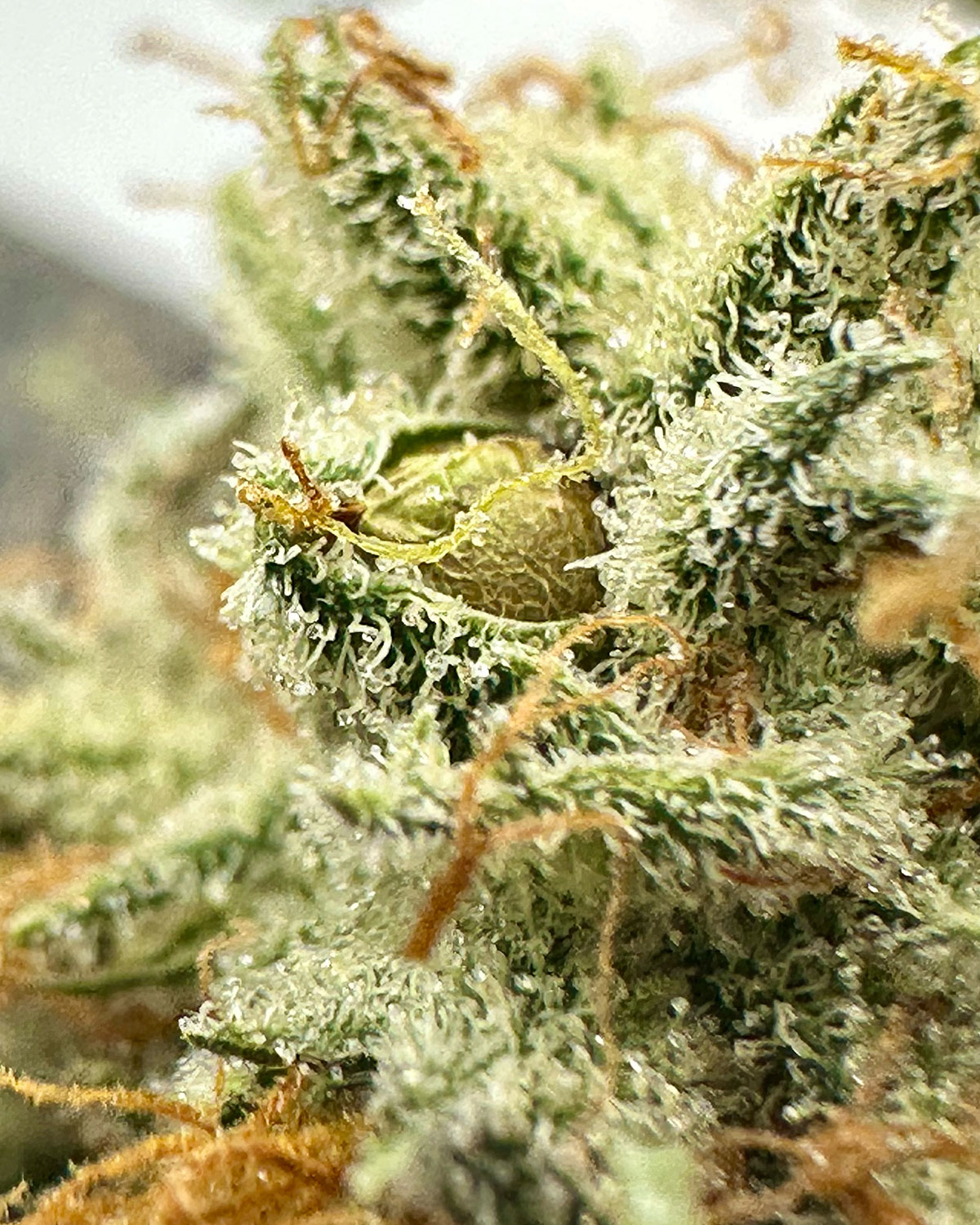 rag elite runtz feminized seeds