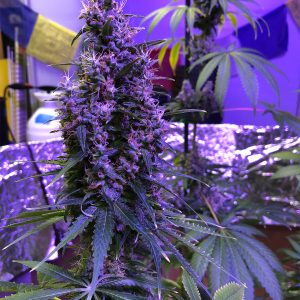 Reeferman Love Potion X Harmony Feminized Seeds